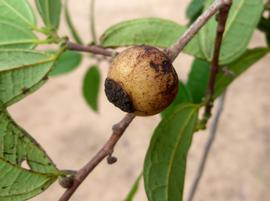   Fruit:   Bosqueiopsis carvalhoana ; Photo by W. McCleland, Flora of Mozambique
